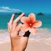 wildflower_hi